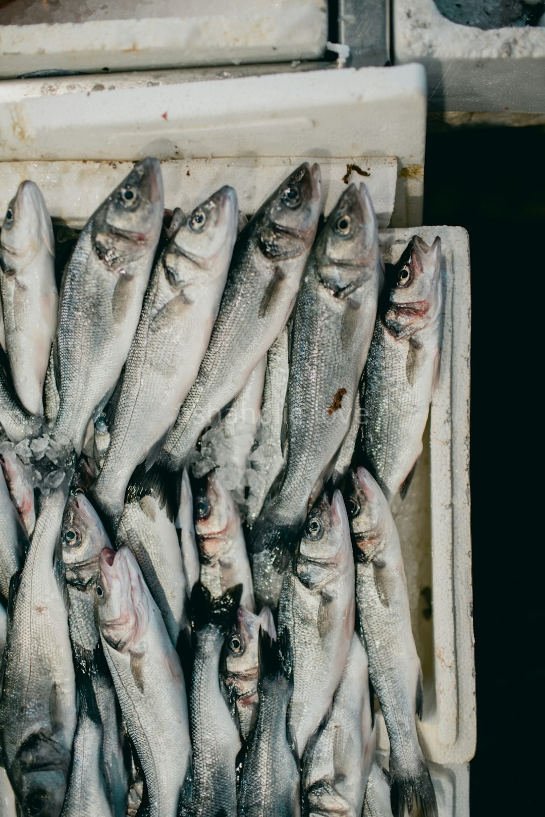 Premium Fish